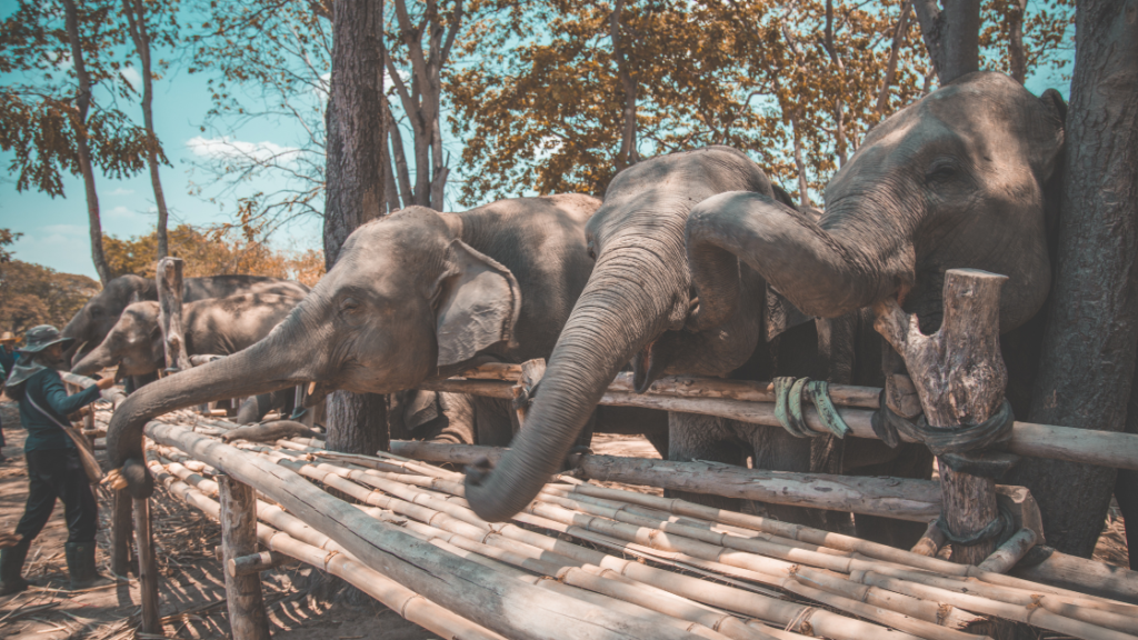 Several elephants standing behind a fence, reaching out with their trunks, while a person in a hat stands nearby among trees.