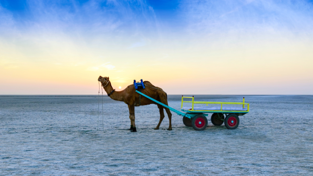 A camel stands harnessed to a colorful cart in a vast, barren landscape under a setting sun, casting a warm glow on the horizon.