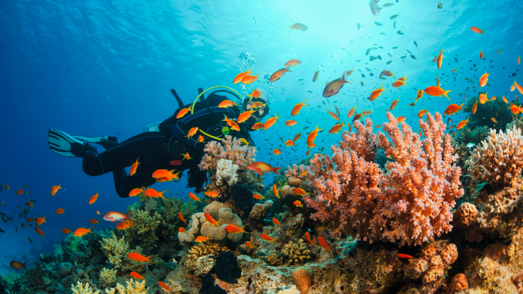 A scuba diver swims near vibrant coral and numerous orange fish in clear blue water.