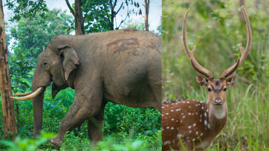 A side view of an elephant walking near trees and a deer with antlers standing in tall grass in a lush, green forest.