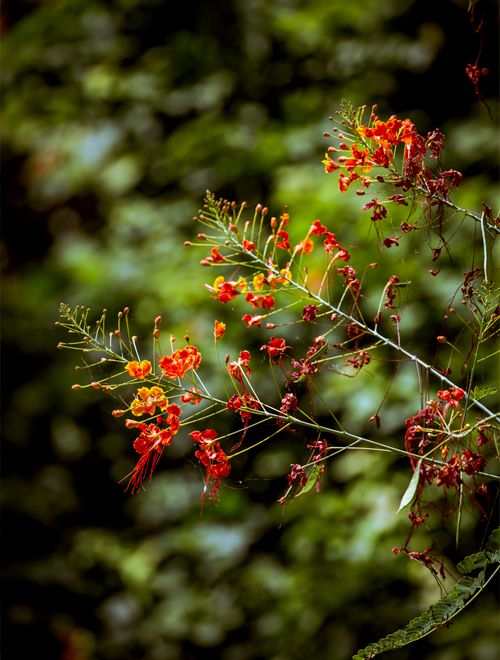 A branch of bright red and orange flowers with slender green stems against a blurred green background.